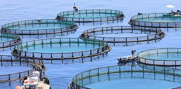 Aquaculture Business Advantages and Disadvantages